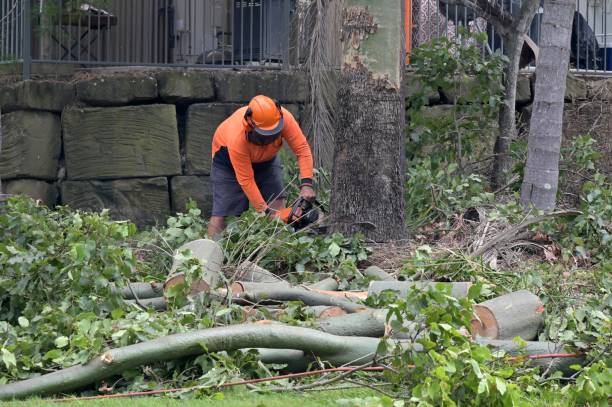 Tree Removal for Businesses